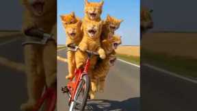 Naughty Cats Doing Crazy Things 😂🐱 #Shorts