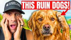 Top 5 Mistakes Dog Owners Make That Ruin Good Dogs (Stop Doing This!)