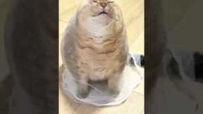 Funny cat moments 😂🐈|Funny cats|Cats video compilation🐱#funny #cat #pets #trynottolaugh