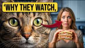 The Genuine Reason Your Feline Looks at You While You Consume 