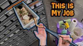 What It’s REALLY Like Being a Reptile Curator (POV)
