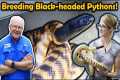 How to Breed Black-Headed Pythons!