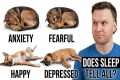 What Your Dog's Sleeping Position
