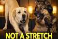 If Your Dog Stretches When It Sees