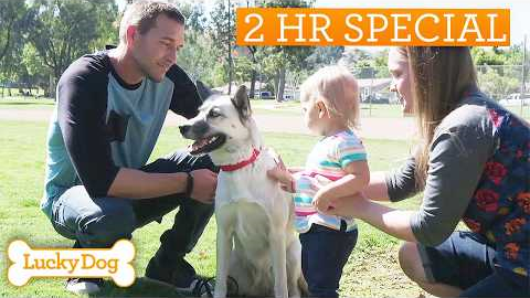 Lucky Dog Marathon | Turning Rescue Dogs Into Life-Changing Companions