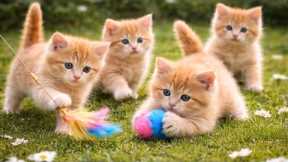 ✨😺 Funny Cat Videos with Cute Kittens Playing Outdoors | Cat Meow Sounds