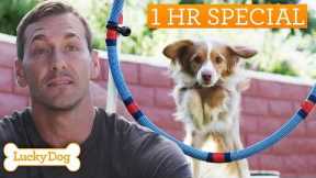 Lucky Dog Marathon | Ultimate Training Tricks For Rescues