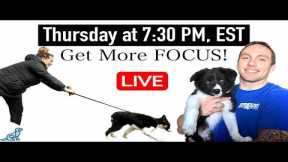 5 Tips To Get More Focus In Your Dog Training 👀