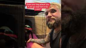 Aggressive dog training tip! #dog #dogsoftiktok #dogs... #Shorts #balancedcanineacademy