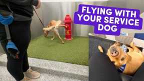 Service Dog's First Flight + NYC with Guide Dogs (real footage, pro tips!)