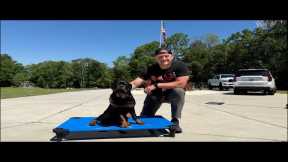 LIVE PUPPY TRAINING & GIVEAWAY!