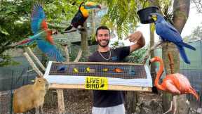 I Released NEW BIRDS Inside My BRAND NEW AVIARY!