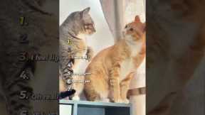 Best Cats being hilarious ( Try not to laugh ) 🤣😸