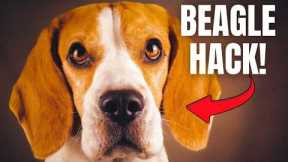 Before You Train Your Beagle, Watch This!
