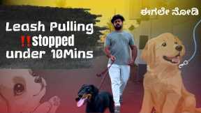     How To Stop Your Dog From Pulling on Leash FAST!