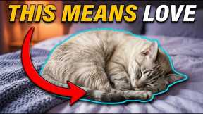Why Your Cat Sleeps With You: The Secret Significance Deciphered 