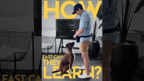 How long does it take to teach a dog a new behavior?  #dogtraining #puppytraining