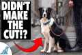 If You Could ONLY Teach Your Dog 5