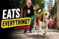 Dog Training Tips For Beagles That