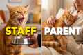 5 Functions Your Feline Assigns (And