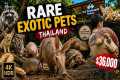 4K HDR | Rare Exotic Pets in Thailand 