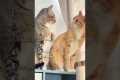 Best Cats being hilarious ( Try not