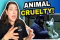 Dog Behaviorist Reacts: What Bolt