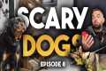 More Aggressive Dogs 🫣 - Dog Rich