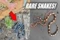I Beat My Milk Snake Record! -