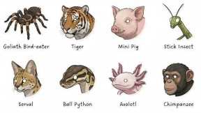 Exotic Pets That Should Be Illegal — and Why People Still Buy Them