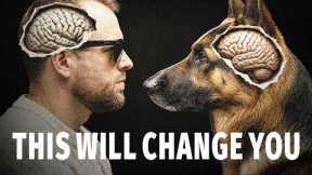 What Your Dog Actually Thinks About You (This Will Change How You Act)