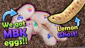 Our Lemon Ghost Hognose Snake Laid Eggs!
