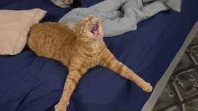 Cats Are The FUNNIEST Part of The Internet 🤣 NEW Funny Cat Videos