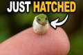 The World's Tiniest Lizard Just