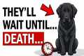 Your DOG Waits Their WHOLE LIFE For