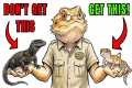 5 Pet Lizards You THINK You Want But