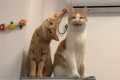 The Funniest CATS on the Planet! 🌍🤣 