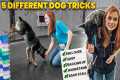 Unleash the Wow Factor: 5 Easy Dog