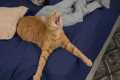 Cats Are The FUNNIEST Part of The