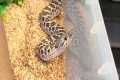 Snake tour after